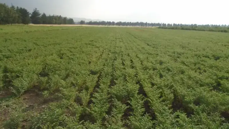 Mechanized planting of Naatoli chickpea at Gonde Basic seed farm. Photo: Zewdie Bishaw/ICARDA