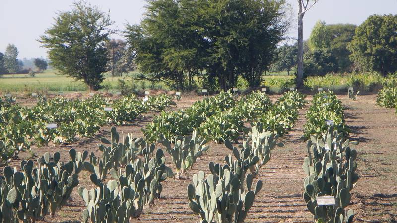 The unique adaptive traits of cactus make the crop suitable for dryland areas. Photo: ICARDA