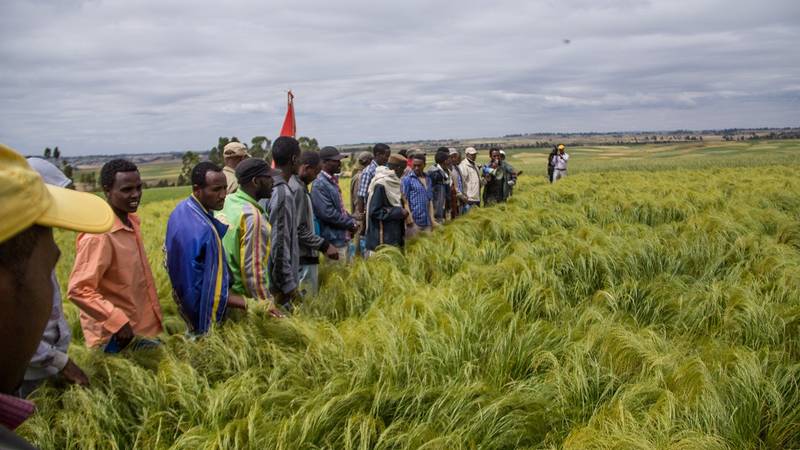 Innovation platforms provide a conduit for getting research outputs into farmer fields.