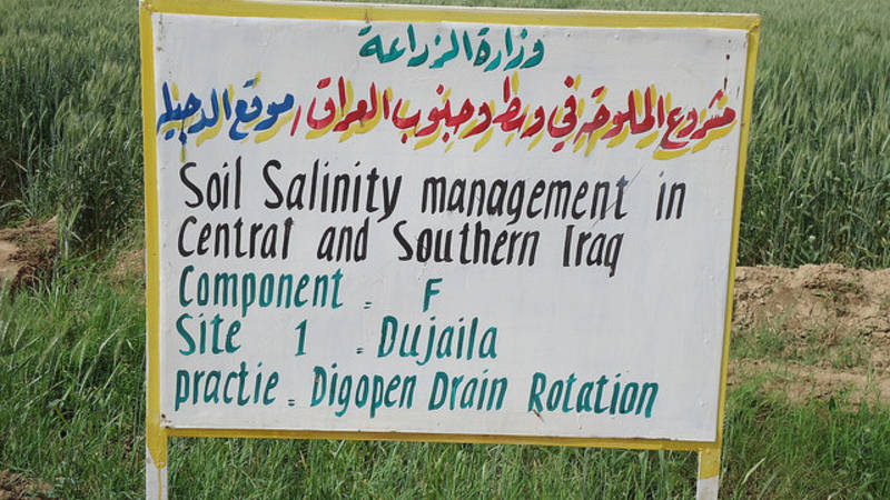 Wheat Farms in Saline Irrigated Areas of Central Iraq