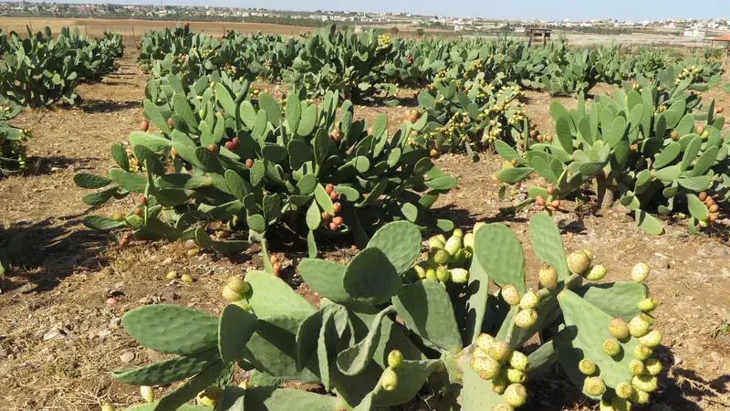 Cactus at the Mushaqqar station 