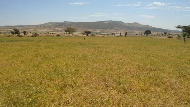 Chickpea field in Ethiopia