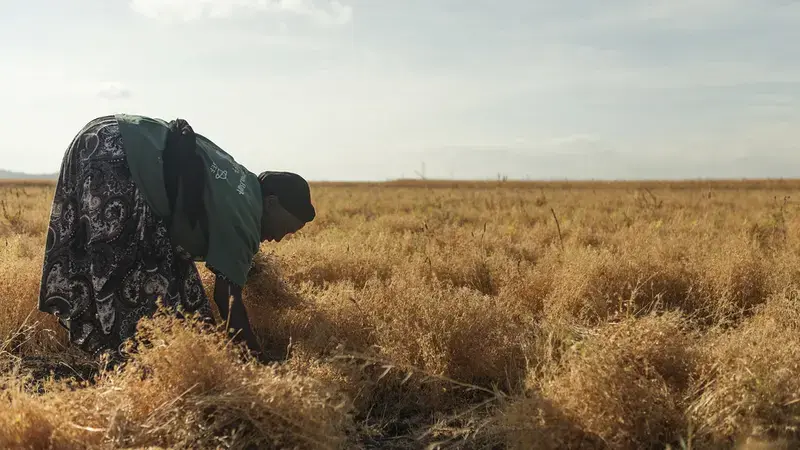 Agricultural growth and sex-disaggregated employment in Africa: Future perspectives under different investment scenarios