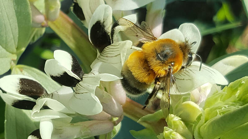 World Bee Day