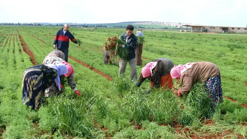 Women are carrying out more labor on farms.
