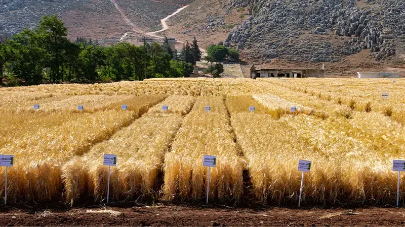 Wheat field at Terbol Station, Lebanon
