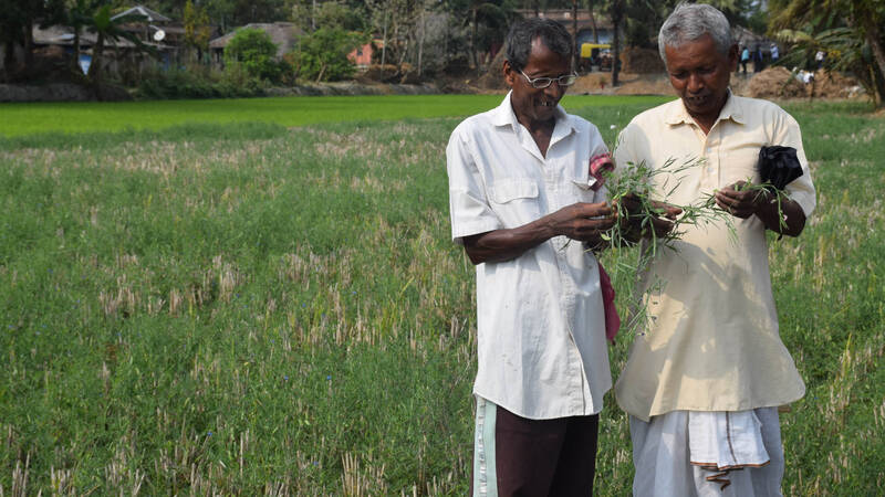 early-maturing legume varieties