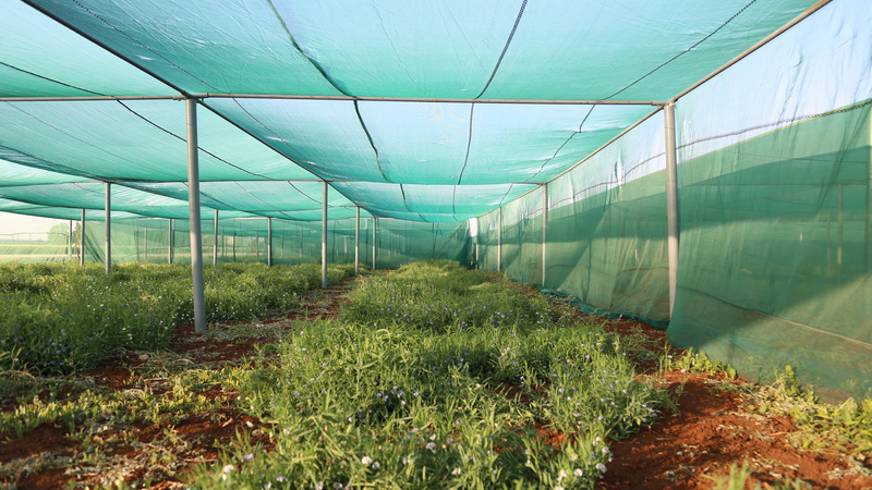 Greenhouse desert agriculture IDFS