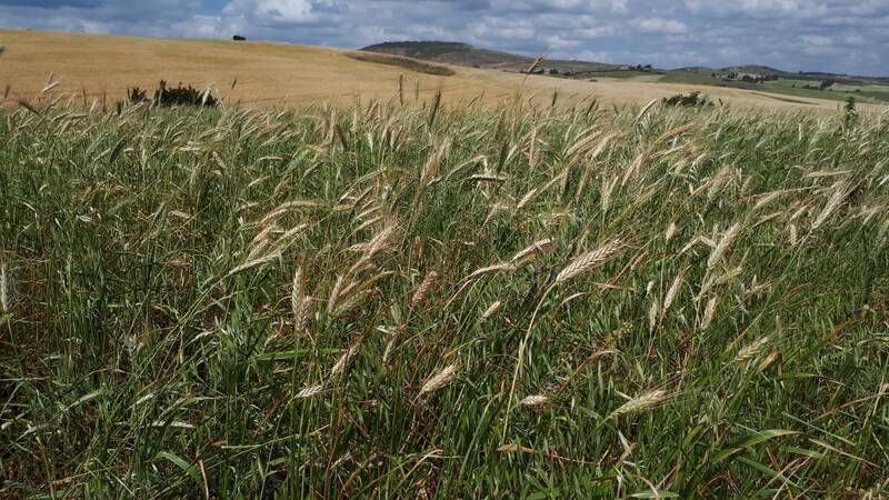 Wheat crops at the conservation agriculture site in El Krib, Siliana, Tunisia Photo by Katrin Park_ICARDA