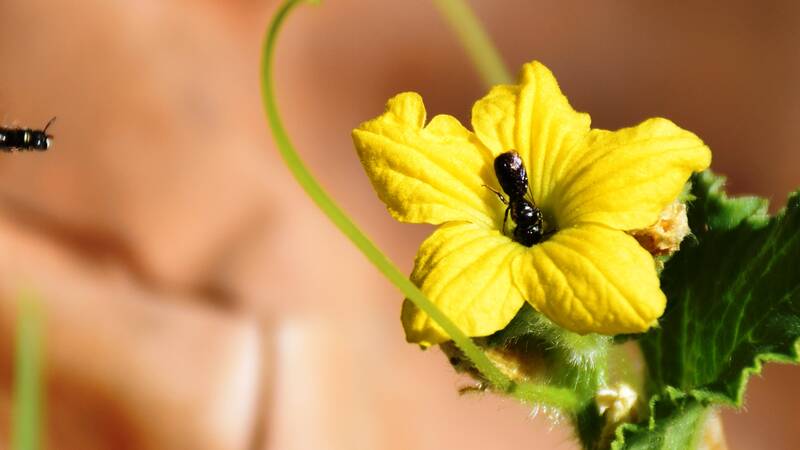 Ceratinae bee melon