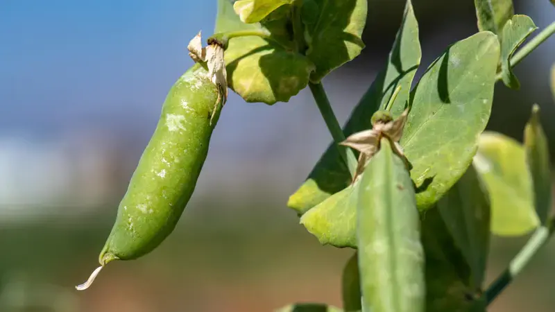 Our Climate Smart Crops - Faba Bean