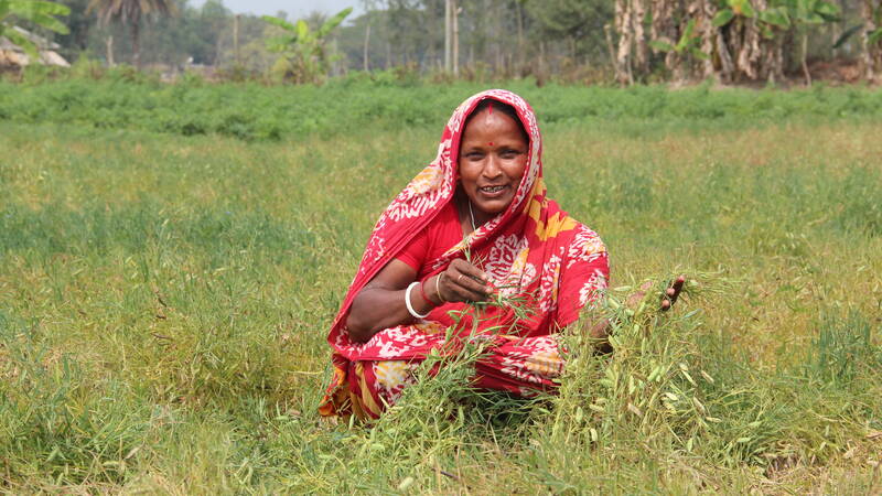 Grass Pea