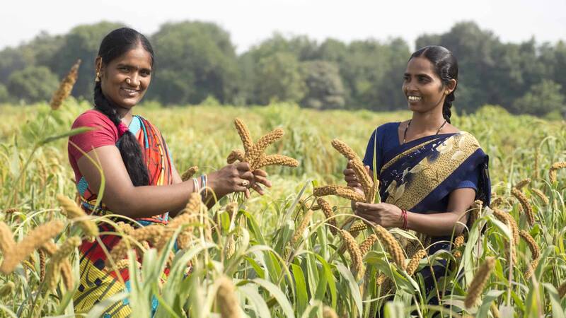 Happy farmers in finger millet field 