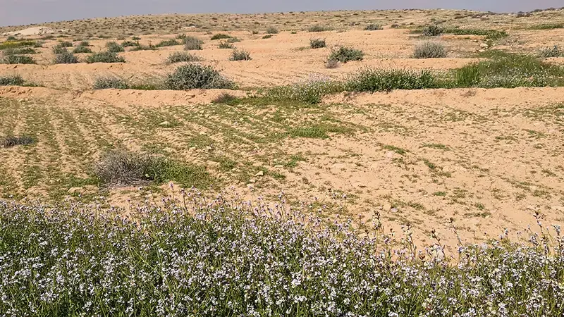 Rangeland Restoration