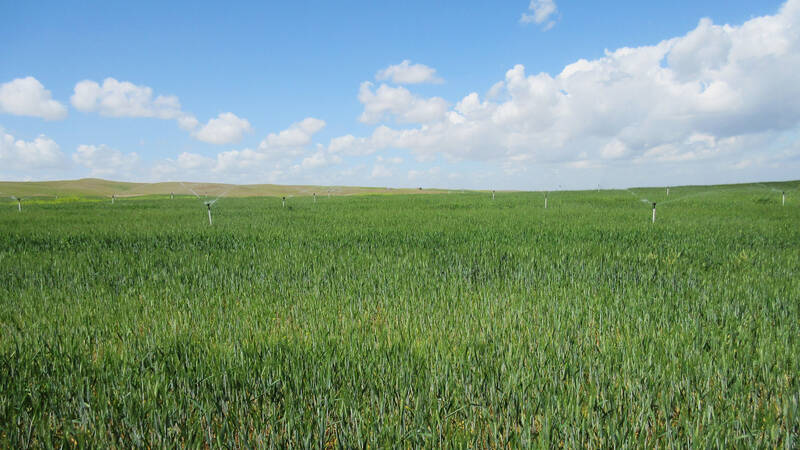 Supplemental irrigation being applied to durum wheat fields in Kurdistan region of Iraq