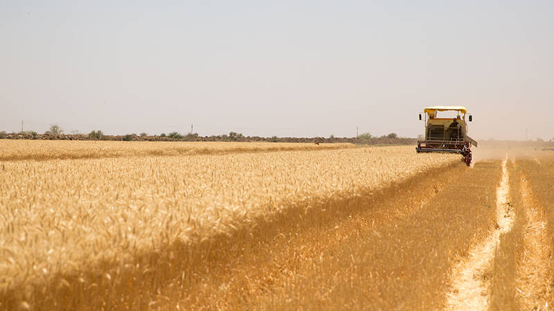 Bread Wheat harvesting