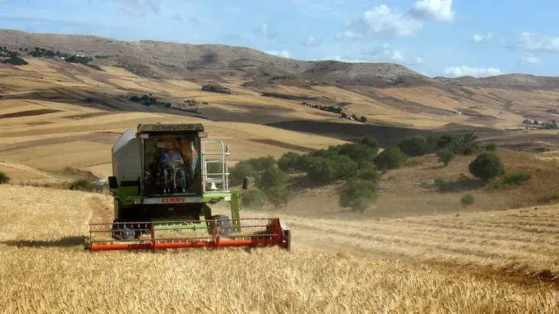 Harvesting a field of wheat under conservation agriculture cropping