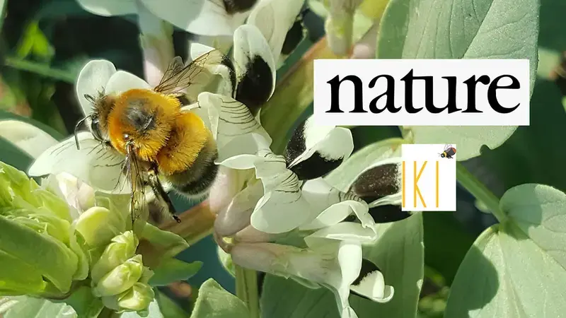 Farming with Alternative Pollinators 