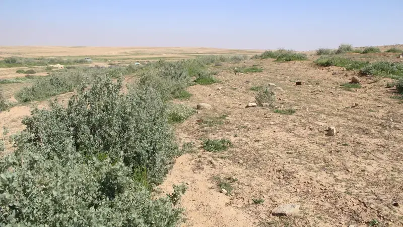 Rehabilitating desert through marabs