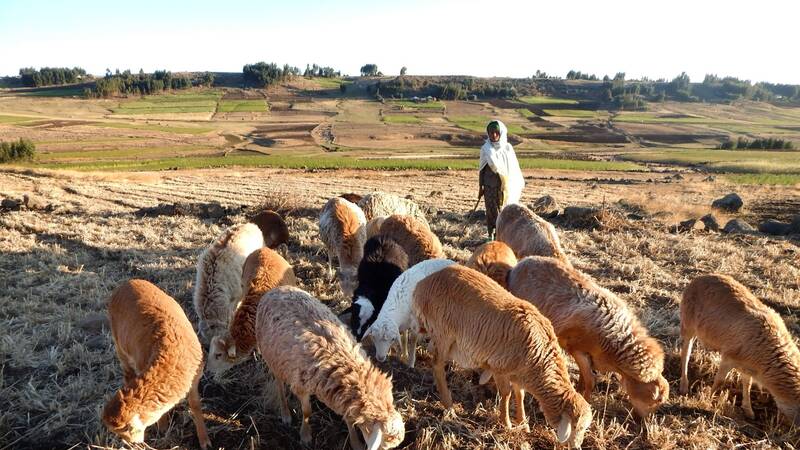 Community-based breeding programs are participatory, relatively cheap and implemented directly by farmers, making them useful to smallholders.