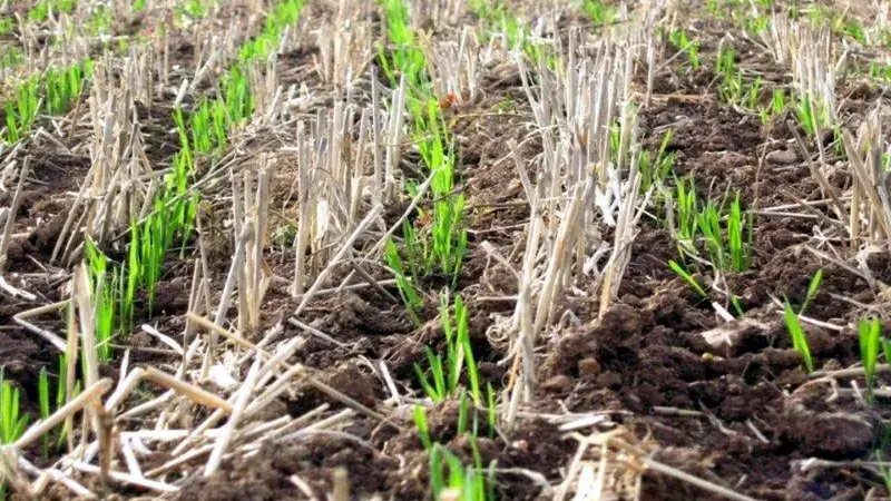 Fertile soil through better CO2 sequestration