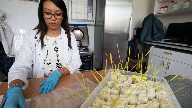 The ICARDA gene bank contains samples of cereals, legumes, forage and rangeland species.