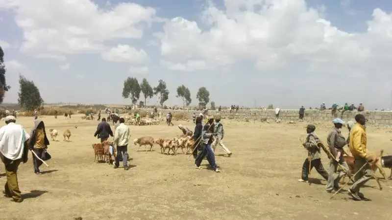 IFPRI-ICARDA Policy Brief