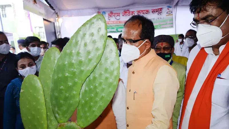 The Chief Minister of Madhya Pradesh Mr. Shivraj Singh Chouhan taking keen interest in Spineless Cactus and discussing on its potential as green fodder for livestock in the low rainfall dry regions of the state with degraded/barren lands