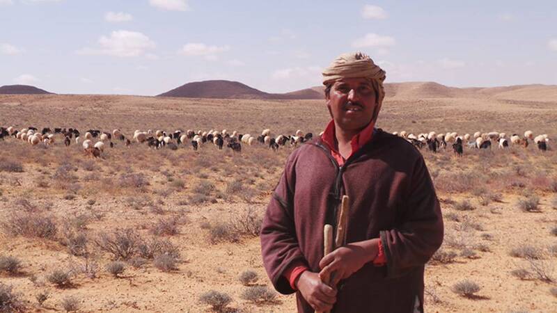 Tunis Herdsman