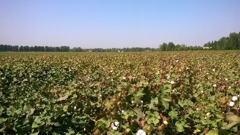 Cotton field in Uzbekistan