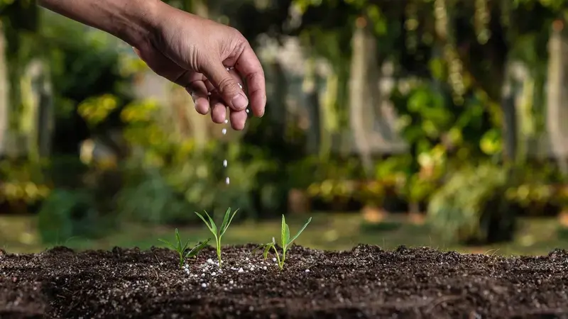 Fertilizer application provides crops with necessary nutrients to grow Fertilizer application provides crops with necessary nutrients to grow