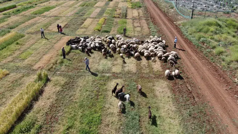 ICARDA's research on Livestock and Feed