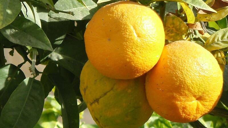 Tunisian oranges (source: Gordontour, Flickr)