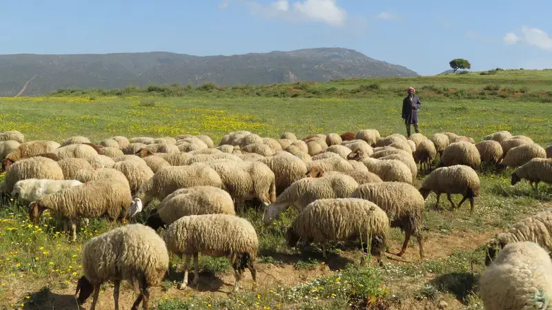 Restoring Rangelands header