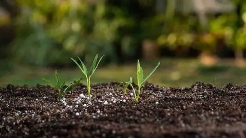 ICARDA Celebrates World Soil Day 2022