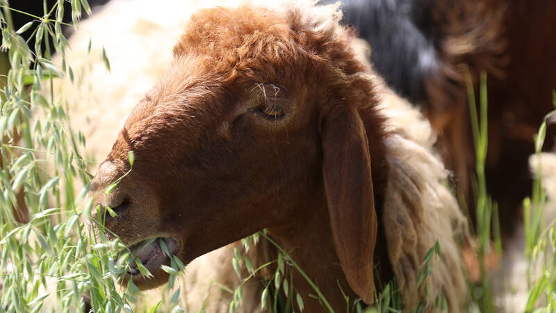 Goat eating forage