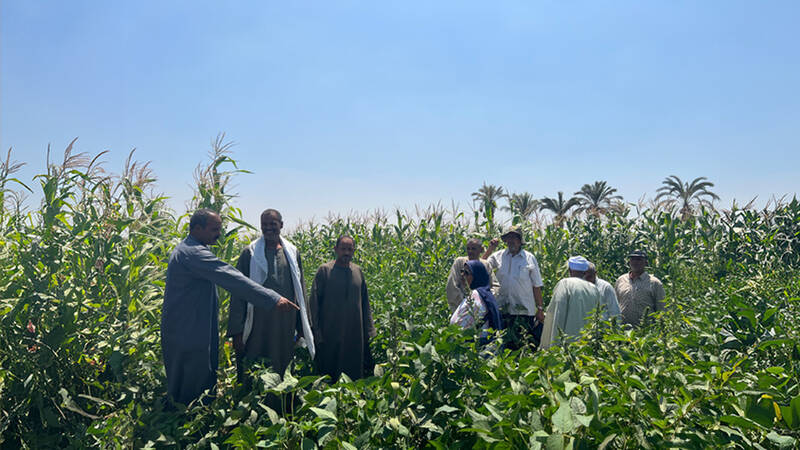 Demonstration field - Beni Sueif