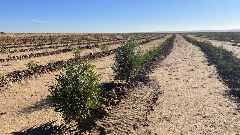 Photo Credit: Mounir Louhaichi - Acacia saligna (syn. cyanophylla) is an exotic species largely used in the rehabilitation of degraded rangelands in Tunisia, with low feeding value (rich in tannin) and posing serious problems of exploitation when adult.