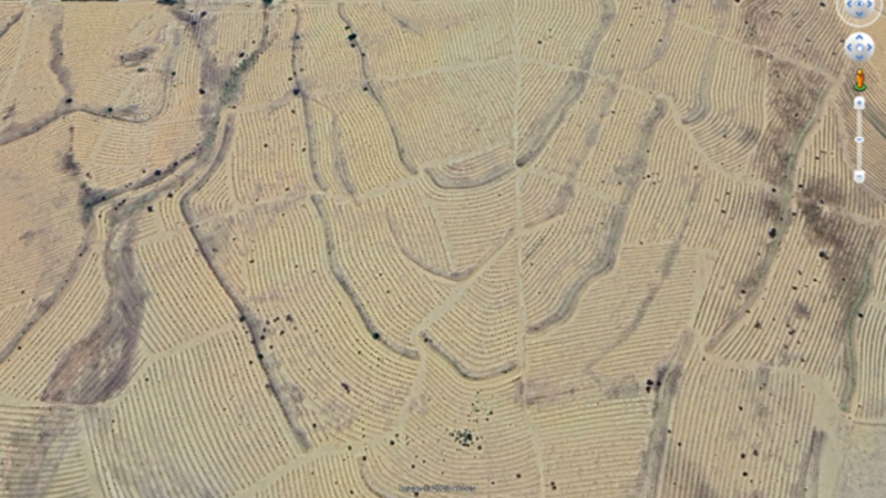 Photo Credit: Google Earth – A recent image illustrating large scale plantation of the exotic species Acacia saligna (syn. cyanophylla) in central Tunisia.