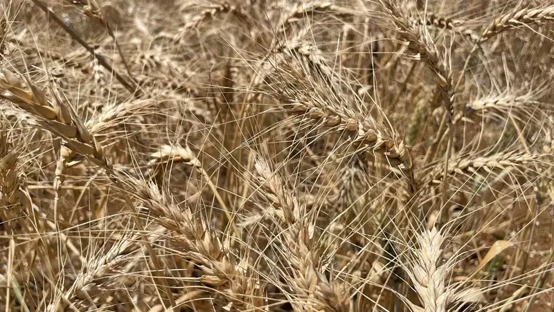 Wheat Wheat