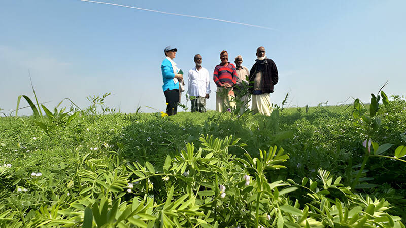 BARI MASUR-8 (BM8), a biofortified lentil variety