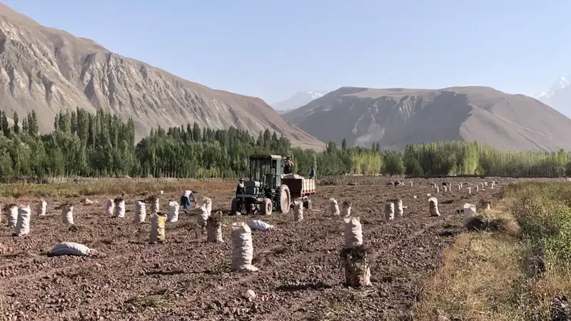 A field of freshly harvested potatoes in Tajikistan.