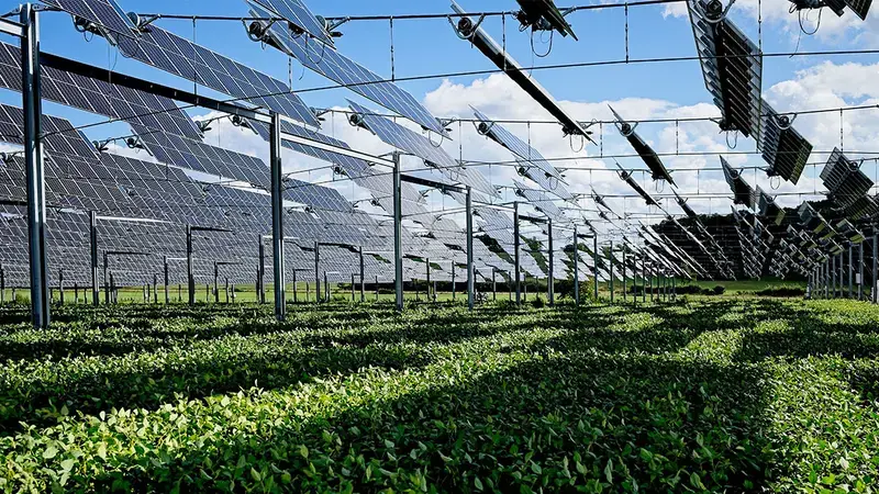 Solar Panels installed over crops