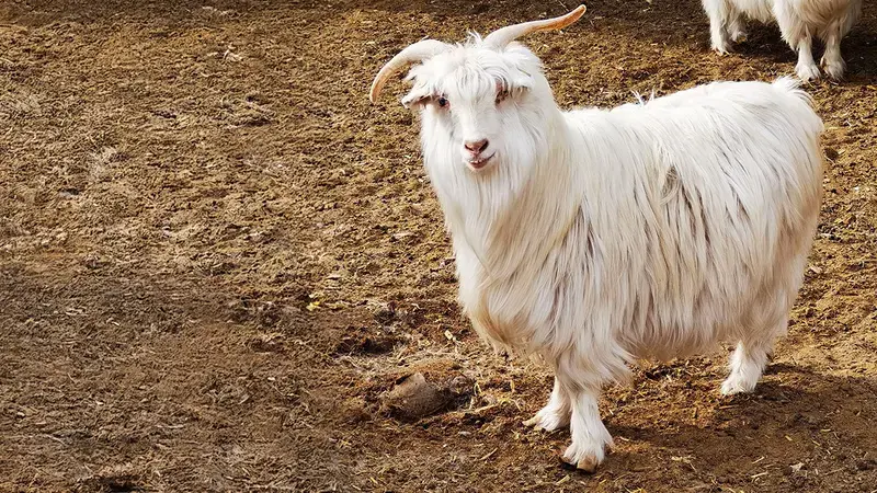 International Day for Biological Diversity