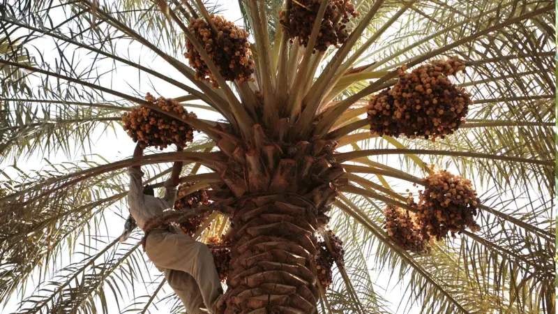 International Day of Plant Health 2025