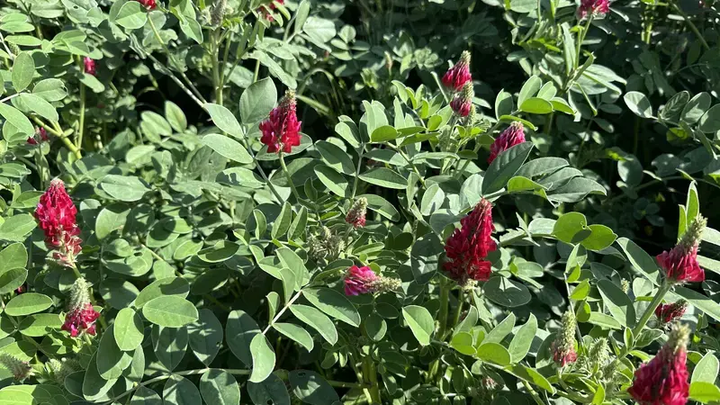 GPS Training Boosts Field Data Collection for Sulla Mapping Across North Africa