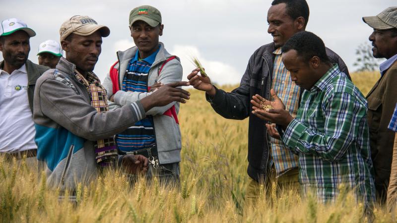 Farmers distributing rust resistant wheat seeds in Amhara, Ethiopia