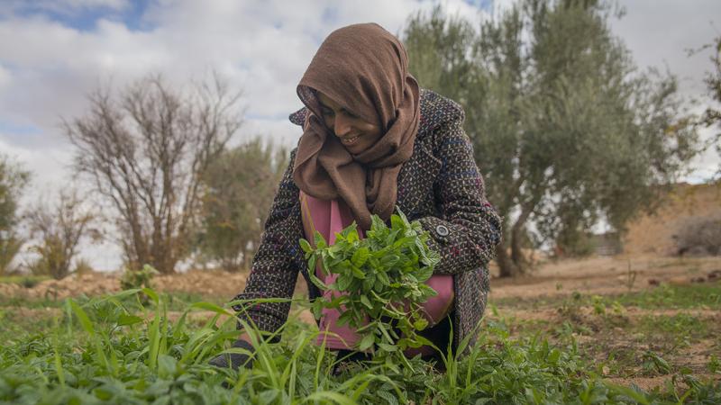 A new discussion paper published by ICARDA and the CGIAR Research Program on Climate Change, Agriculture and Food Security outlines a ‘resilience strategy.’ (Photo credit: CGIAR Dryland Systems) 