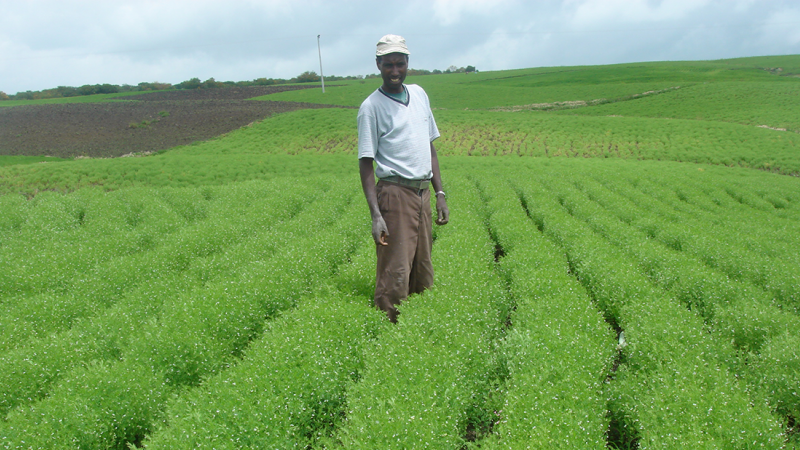 The world’s leading legume expertise will gather to take stock of research and development. Photo: Courtesy of Shiv Agrawal.