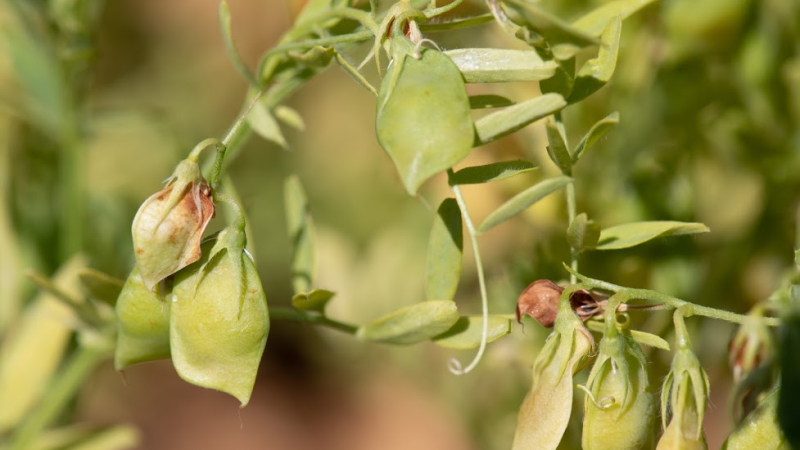 The potential for scaling out this model to other states is significant (Photo: Michael Major/Crop Trust)